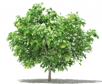 Modern Tree-ID:641920675