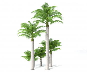 现代景观树椰子树-ID:667175059