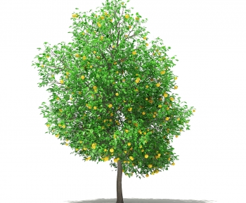 现代橙子水果果树-ID:728970055