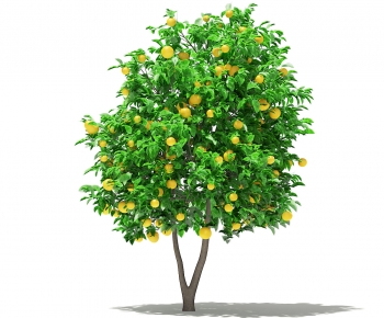 现代橙子水果果树-ID:494211912