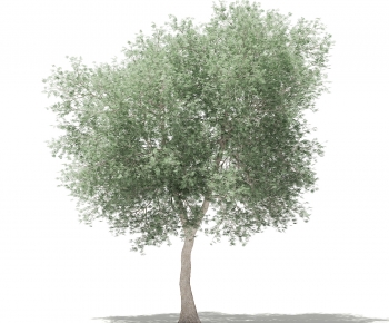 Modern Tree-ID:944800418