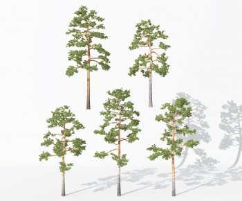 现代景观植物树松树-ID:270000933