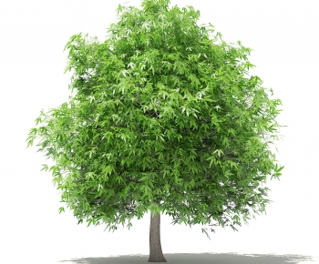 Modern Tree-ID:299165016