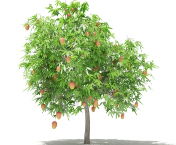 现代芒果树-ID:358359108