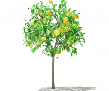 现代橙子水果果树-ID:669305095