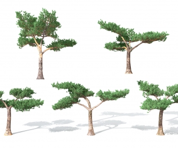 现代景观植物松树-ID:547101974