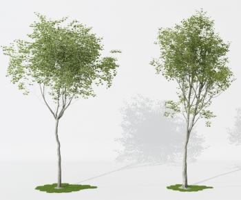 Modern Tree-ID:597728975