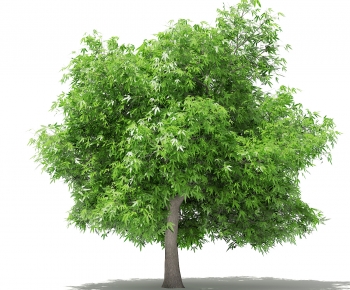 Modern Tree-ID:367290022