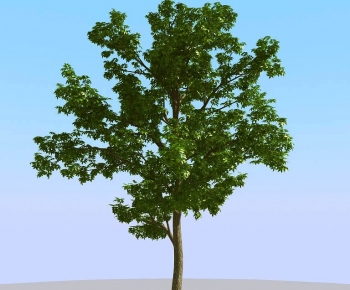 Modern Tree-ID:584336047