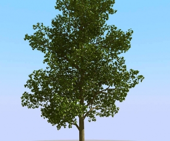Modern Tree-ID:800225975