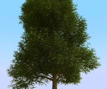 Modern Tree-ID:583354957