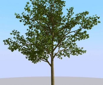 Modern Tree-ID:343507052