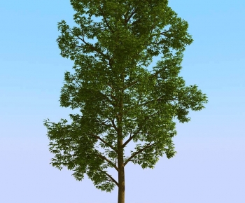 Modern Tree-ID:447335009