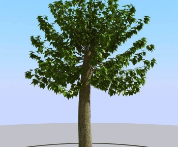 Modern Tree-ID:410593992