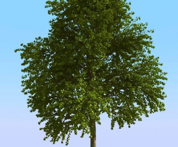 Modern Tree-ID:935838942