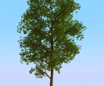 Modern Tree-ID:691618929