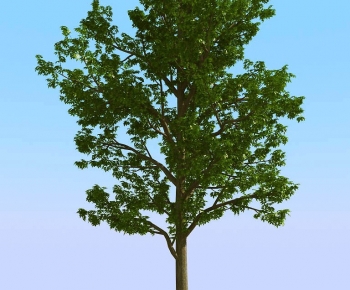 Modern Tree-ID:854322919