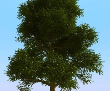 Modern Tree-ID:452100044