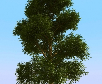 Modern Tree-ID:287852057