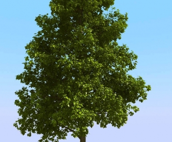 Modern Tree-ID:389445075