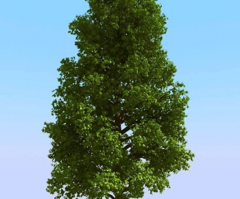 Modern Tree-ID:992369893