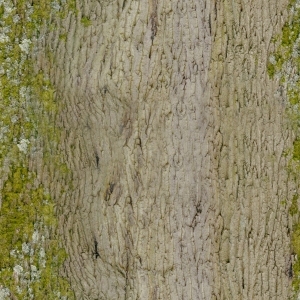 ModernOld Wood Texture