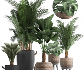 Modern Potted Green Plant-ID:798053037