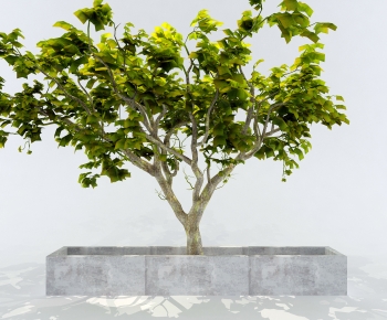 Modern Tree-ID:509707934