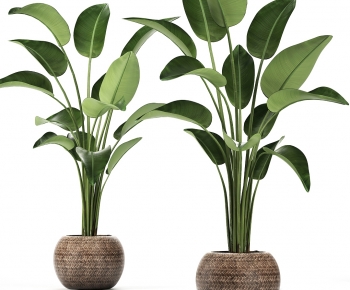 Modern Potted Green Plant-ID:374319083