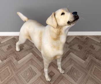 Modern Animal Dog-ID:625290968