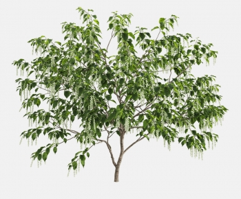 Modern Tree-ID:415950061