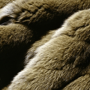 动物毛毯-ID:149219991
