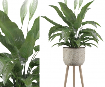 Modern Potted Green Plant-ID:137007956