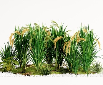 现代植物水稻、稻谷庄稼-ID:1388769