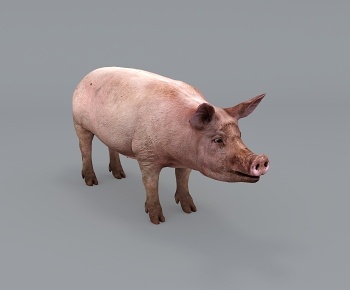 现代动物猪-ID:924626118