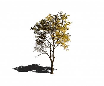 Modern Tree-ID:363905914