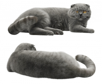 Modern Animal Cat-ID:291210899