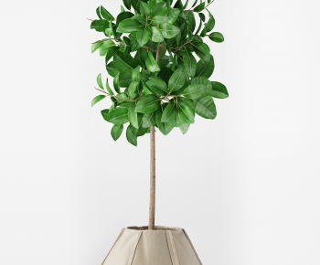 Modern Potted Green Plant-ID:109004974