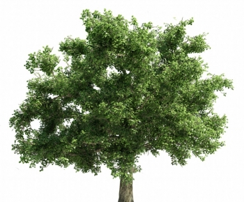 Modern Tree-ID:256365062