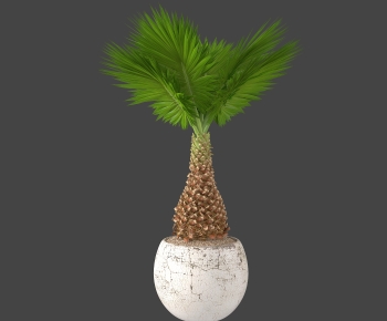 Modern Potted Green Plant-ID:154112102