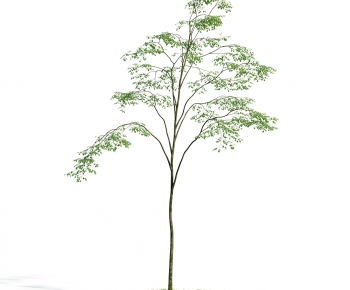 Modern Tree-ID:227721934