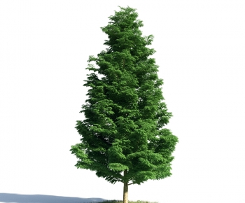 Modern Tree-ID:797552111