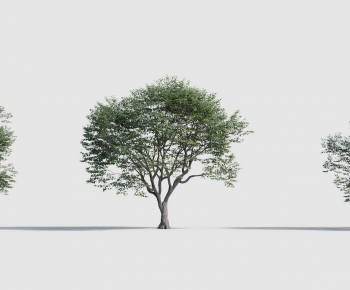 Modern Tree-ID:732950938