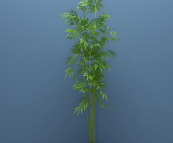 Modern Bamboo-ID:716586111
