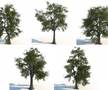 Modern Tree-ID:479877953