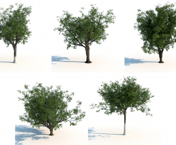 Modern Tree-ID:655172115