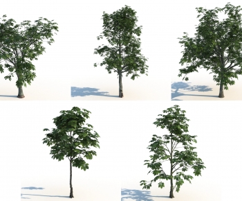 Modern Tree-ID:977814916