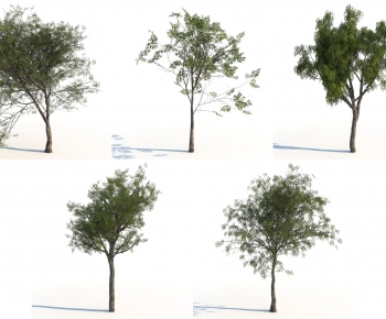 Modern Tree-ID:423033007