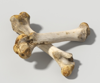 现代骨头 公羊腿骨-ID:216087101