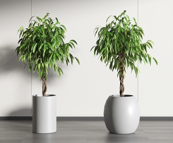 Modern Potted Green Plant-ID:750544072